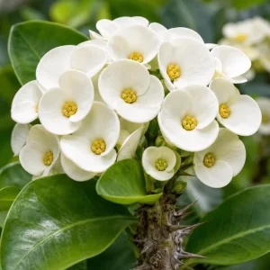 White Crown of Thorns Live Plant 4-6 Inch Tall, Euphorbia Milii, 4 Inch Pot, Indoor/Outdoor Succulent - Image 4