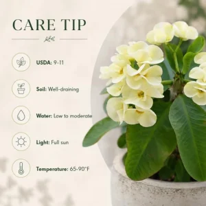 White Crown of Thorns Live Plant 4-6 Inch Tall, Euphorbia Milii, 4 Inch Pot, Indoor/Outdoor Succulent - Image 5