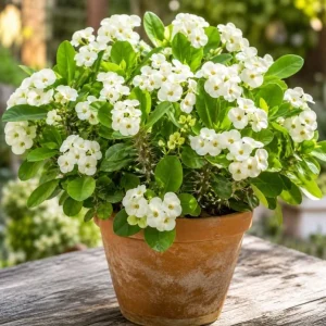 White Crown of Thorns Live Plant 4-6 Inch Tall, Euphorbia Milii, 4 Inch Pot, Indoor/Outdoor Succulent - Image 6