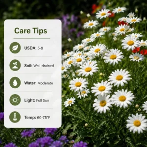 White Daisy Live Plant - Aster Flower for Home Garden, 3-5 Inch Tall - Image 5