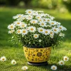 White Daisy Live Plant - Aster Flower for Home Garden, 3-5 Inch Tall - Image 1