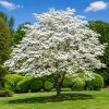White Dogwood Tree Live Plant - Flowering Ornamental - 6-12 Inch Tall - Quart Pot - Image 1