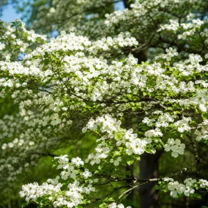 White Dogwood Tree Live Plant - Flowering Ornamental - 6-12 Inch Tall - Quart Pot - Image 7