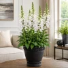 White Foxglove Live Plant - Hardy Perennial, 2-4 Inch Tall, 3 Inch Pot - Image 1