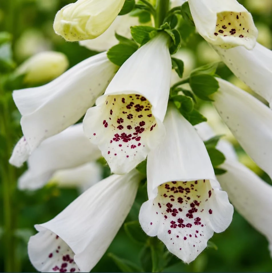 White Foxglove Live Plant - Hardy Perennial, 2-4 Inch Tall, 3 Inch Pot - Image 4