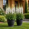 White Foxglove Live Plants, Perennial Flowers, 2-4 Inch, 3 Inch Pot, Set of 2 - Image 1