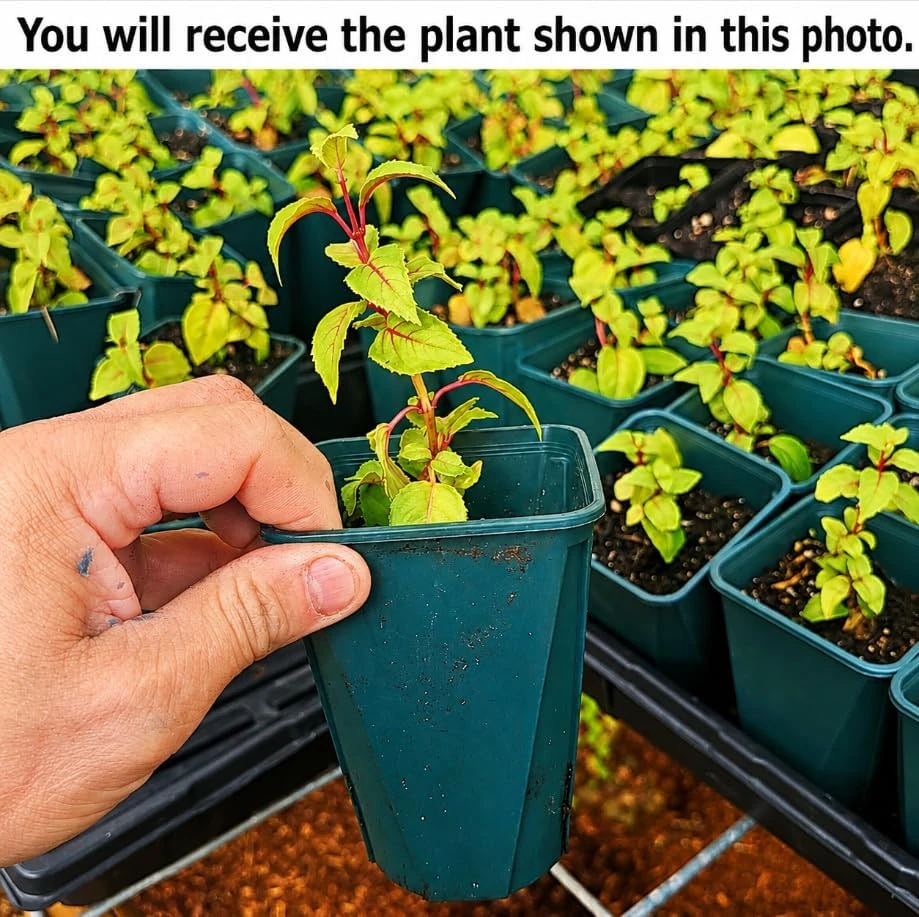 White Fuchsia Live Plant – 4-6 inch Tall – 5 Inch Pot – Outdoor & Indoor - Image 2