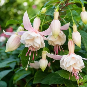 White Fuchsia Live Plant – 4-6 inch Tall – 5 Inch Pot – Outdoor & Indoor - Image 3