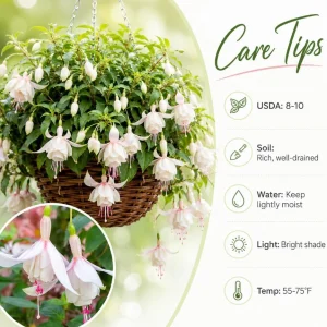 White Fuchsia Live Plant – 4-6 inch Tall – 5 Inch Pot – Outdoor & Indoor - Image 4