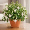 White Fuchsia Live Plant – 4-6 inch Tall – 5 Inch Pot – Outdoor & Indoor - Image 1