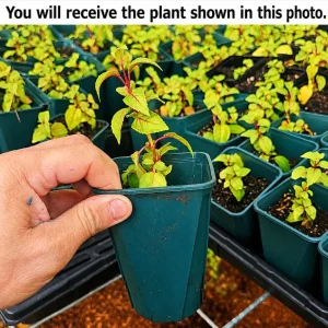 White Fuchsia Live Plant - White Purple Flowers, 4-6 Inch Tall, 5 Inch Pot - Outdoor/Indoor - Image 2