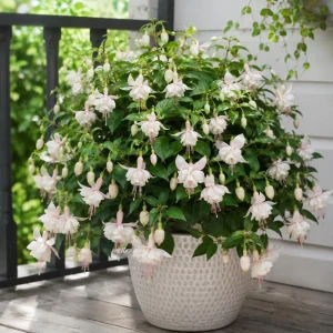 White Fuchsia Live Plant - White Purple Flowers, 4-6 Inch Tall, 5 Inch Pot - Outdoor/Indoor - Image 4