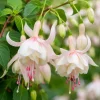 White Fuchsia Live Plant - White Purple Flowers, 4-6 Inch Tall, 5 Inch Pot - Outdoor/Indoor - Image 1