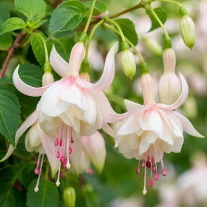 White Fuchsia Live Plant - White Purple Flowers, 4-6 Inch Tall, 5 Inch Pot - Outdoor/Indoor - Image 1