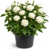 White Miniature Rose Live Plant, 4-6 Inches Tall in 4 Inch Pot, Compact Bush for Patio Containers - Image 1
