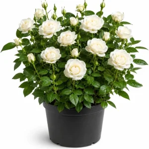 White Miniature Rose Live Plant, 4-6 Inches Tall in 4 Inch Pot, Compact Bush for Patio Containers - Image 1