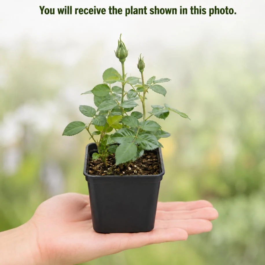 White Miniature Rose Live Plant, 4-6 Inches Tall in 4 Inch Pot, Compact Bush for Patio Containers - Image 4