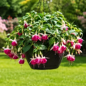 White Pink Fuchsia Live Plant – 4-6 inch Tall, 6 Inch Pot – Home Garden - Image 5