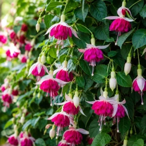 White Pink Fuchsia Live Plant – 4-6 inch Tall, 6 Inch Pot – Home Garden - Image 6