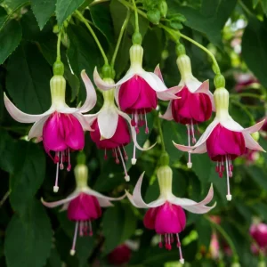 White Pink Fuchsia Live Plant – 4-6 Inch Tall in 6 Inch Pot – Home Garden Flowers - Image 3