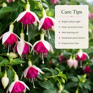 White Pink Fuchsia Live Plant – 4-6 Inch Tall in 6 Inch Pot – Home Garden Flowers - Image 4