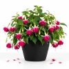 White Pink Fuchsia Live Plant – 4-6 Inch Tall in 6 Inch Pot – Home Garden Flowers - Image 1