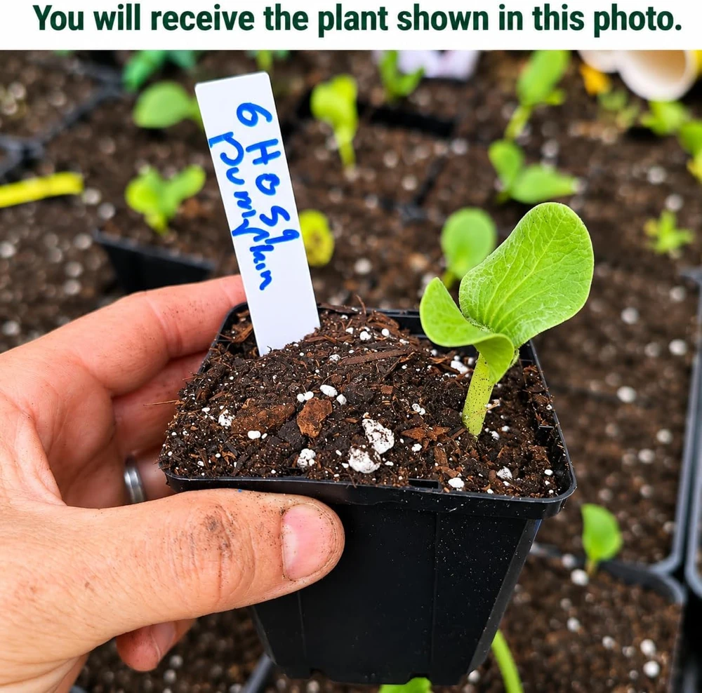 White Pumpkin Live Plant for Planting - Winter Squash Vegetable, 2-4 Inch Tall - Image 2