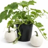 White Pumpkin Live Plant for Planting - Winter Squash Vegetable, 2-4 Inch Tall - Image 1