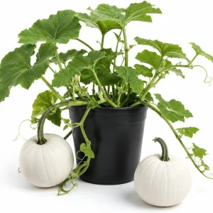 White Pumpkin Live Plant for Planting - Winter Squash Vegetable, 2-4 Inch Tall - Image 1