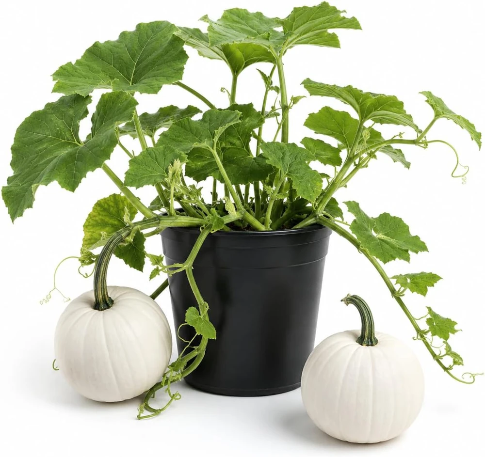 White Pumpkin Live Plant for Planting - Winter Squash Vegetable, 2-4 Inch Tall - Image 1