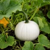 White Pumpkin Live Plant – Winter Squash Vegetable – 2-4 Inch Tall – Outdoor Garden Planting - Image 1