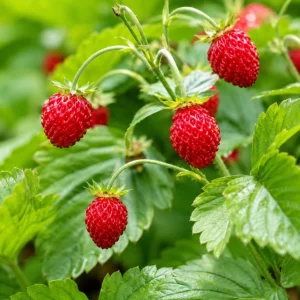 Wild Strawberry Live Plant - Set of 2 Sweet Berry Seedlings, 4-6 Inch Tall, 3 Inch Pot, Outdoor - Image 3