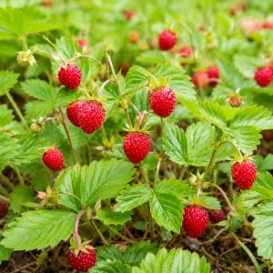 Wild Strawberry Live Plant - Set of 2 Sweet Berry Seedlings, 4-6 Inch Tall, 3 Inch Pot, Outdoor - Image 5