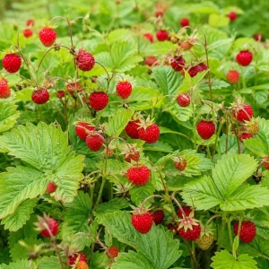 Wild Strawberry Live Plant – Sweet Fruit Berry Seedling – 4-6 Inch Tall – 3 Inch Pot – Outdoor Planting - Image 6