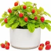 Wild Strawberry Live Plant – Sweet Fruit Berry Seedling – 4-6 Inch Tall – 3 Inch Pot – Outdoor Planting - Image 1