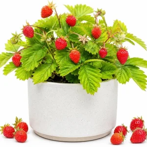 Wild Strawberry Live Plant – Sweet Fruit Berry Seedling – 4-6 Inch Tall – 3 Inch Pot – Outdoor Planting - Image 1