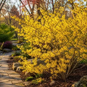 Witch Hazel Live Plant - Yellow Flowers, 6-12 Inch Tall, Quart Pot, Outdoor - Image 6