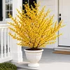 Witch Hazel Live Plant - Yellow Flowers, 6-12 Inch Tall, Quart Pot, Outdoor - Image 1