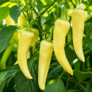 Yellow Banana Pepper Live Plants - 2 Seedlings, 3-5 Inches Tall, 4 Inch Pot, Outdoor Vegetable - Image 3
