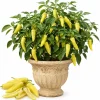 Yellow Banana Pepper Live Plants - 2 Seedlings, 3-5 Inches Tall, 4 Inch Pot, Outdoor Vegetable - Image 1