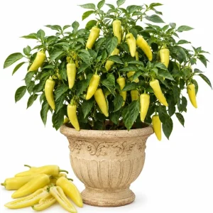 Yellow Banana Pepper Live Plants - 2 Seedlings, 3-5 Inches Tall, 4 Inch Pot, Outdoor Vegetable - Image 1