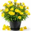 Yellow Evening Primrose Live Plant - 2-4 Inch Tall, 3 Inch Pot - Outdoor Perennial - Image 1