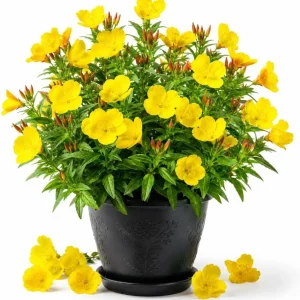 Yellow Evening Primrose Live Plant - 2-4 Inch Tall, 3 Inch Pot - Outdoor Perennial - Image 1