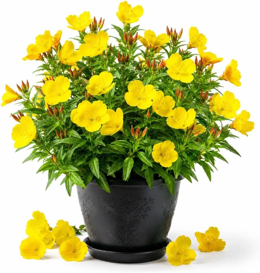 Yellow Evening Primrose Live Plant - 2-4 Inch Tall, 3 Inch Pot - Outdoor Perennial - Image 1
