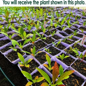 Yellow Evening Primrose Live Plant - Set of 2, 2-4 Inch Tall, 3 Inch Pot - Image 2