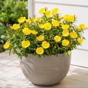 Yellow Evening Primrose Live Plant - Set of 2, 2-4 Inch Tall, 3 Inch Pot - Image 4
