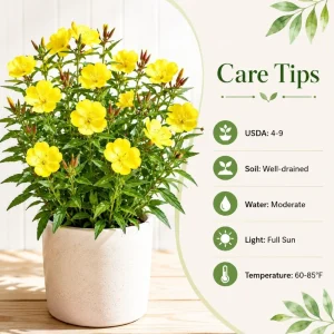 Yellow Evening Primrose Live Plant - Set of 2, 2-4 Inch Tall, 3 Inch Pot - Image 5