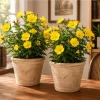 Yellow Evening Primrose Live Plant - Set of 2, 2-4 Inch Tall, 3 Inch Pot - Image 1