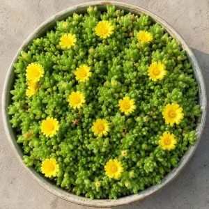 Yellow Ice Plant Live - Succulent Ground Cover, Bright Yellow Flowers, 4 Inch Pot, 3-6 Inch Tall - Image 2