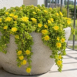 Yellow Ice Plant Live - Succulent Ground Cover, Bright Yellow Flowers, 4 Inch Pot, 3-6 Inch Tall - Image 3